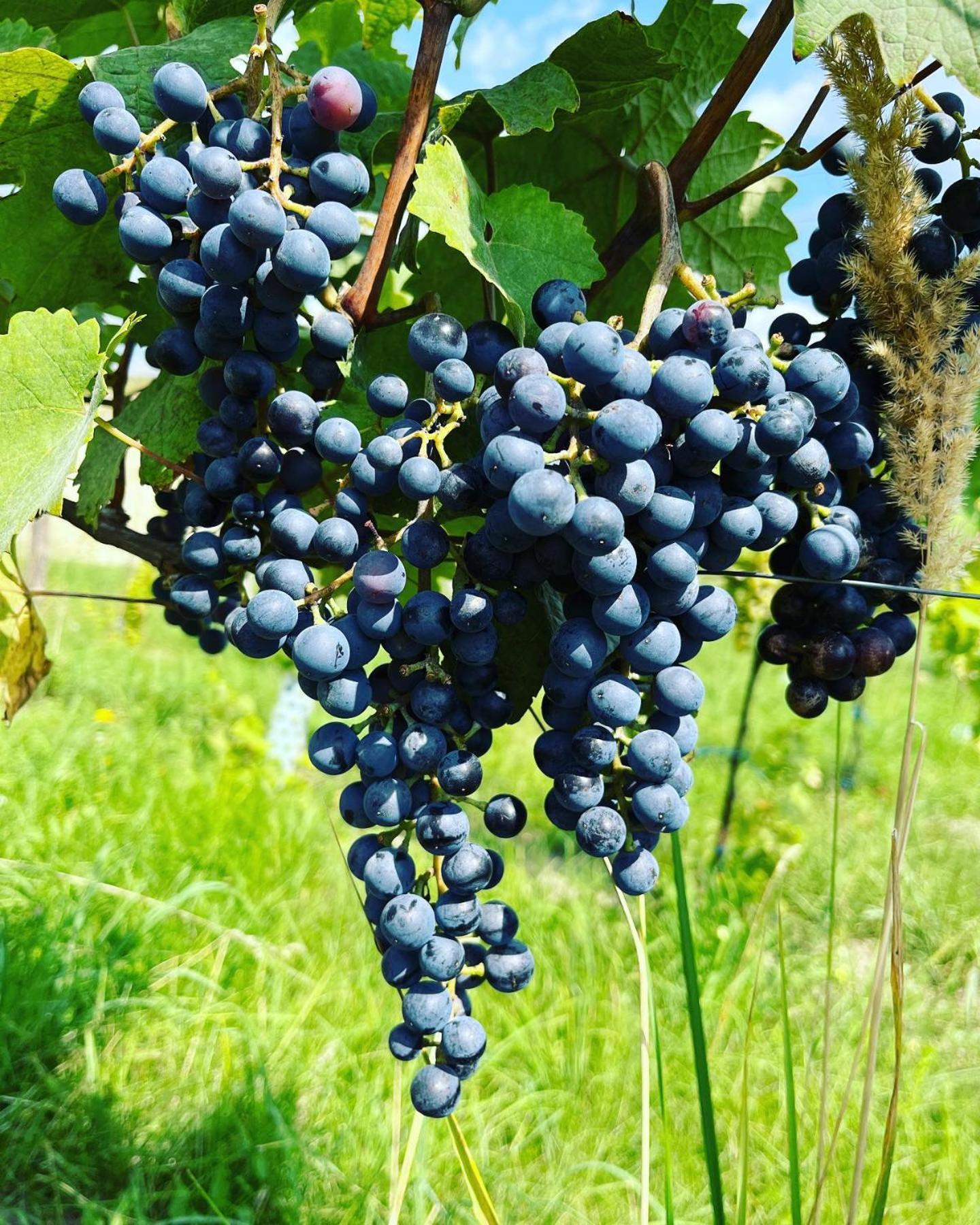 Stara Vinice Velke Zernoseky 93 Экстерьер фото